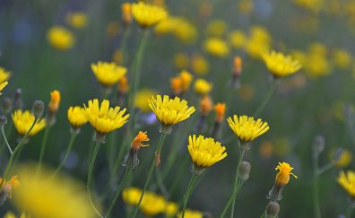 Wild, yellow flowers, meadow, blur