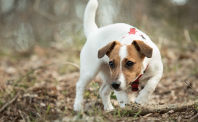 Jack Russell Terrier, dog, play