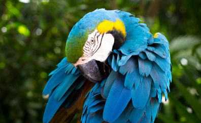 Macaw, bird, colorful feathers