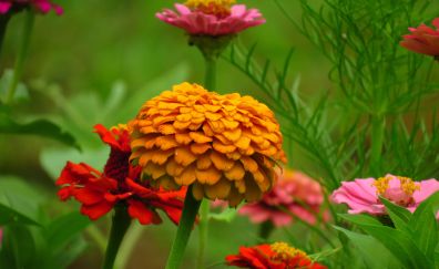 Zinnia, pink, red, yellow, flowers, blossom