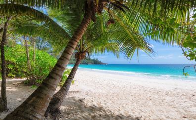 Palm trees, tropical beach, summer