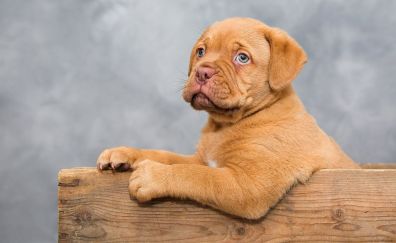 Dogue de Bordeaux, puppy, animal