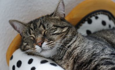 Fur, muzzle, pet cat, asleep