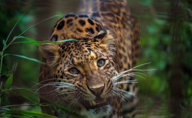 Wild cat, animal, leopard, predator