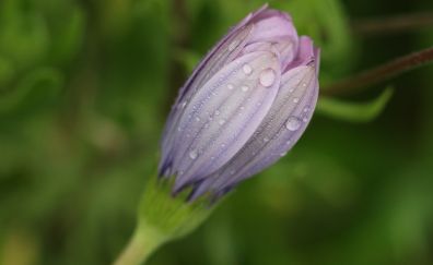 Purple daisy, spring, flower, bud, drops