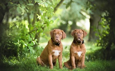 Dogue de Bordeaux, pair, dogs, stare