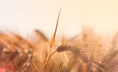 Wheat plants, sunlight, farm