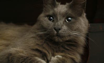 Gray cat, curious, fur, face