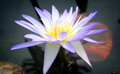 Water lily, purple white, flower, bloom