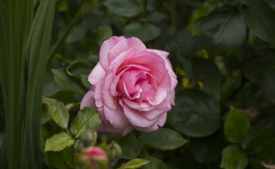 Pink rose, flower, leaves, spring, close up