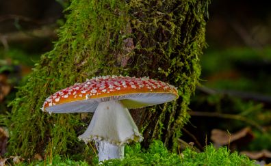 Mushroom, fungus, closeup, forest, 4k