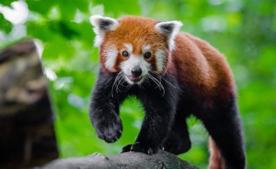 Cute, animal, red panda, play, 4k