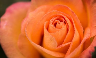 Rose, orange, close up, water drops