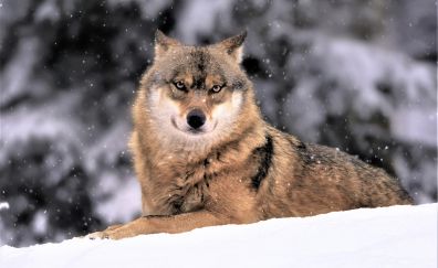 Wolf, predator, animal, snowfall, winter, 4k