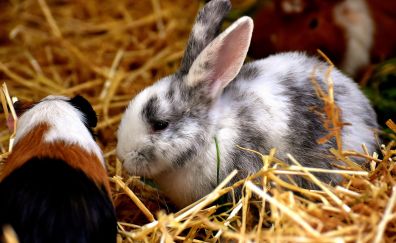 Cute, small animals, rabbit, bunny