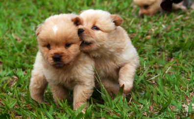 Puppies, cute, dog, playing