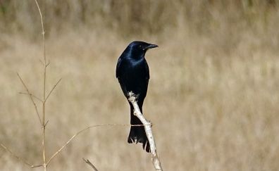 Black drongo bird, sitting, meadow