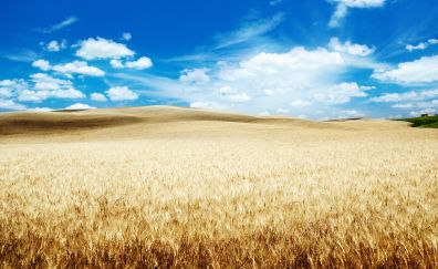 Wheat farm, Harvest, landscape, blue sky