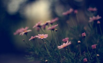 Pink daisy flowers, blur, meadow