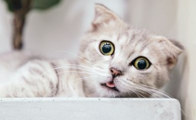 Cute kitten, curious, close up