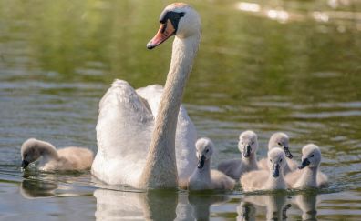 Swan bird family, reflections, lake