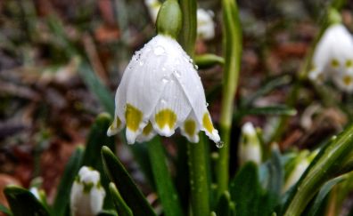 Snowflake, white flower, dew drop