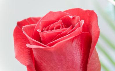 Red rose bud, flower, close up, 4k