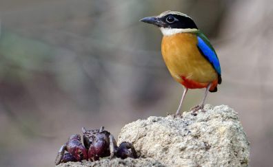 Small colorful Bird and his food
