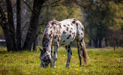 Horse, spots, animal, grazing, 5k