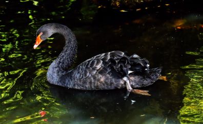 Lake, black swan, swimming
