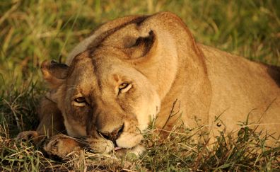 Africa lioness, relaxed, looking away, 4k