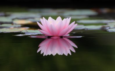 Lake, reflections, flower, pink water lily, 4k