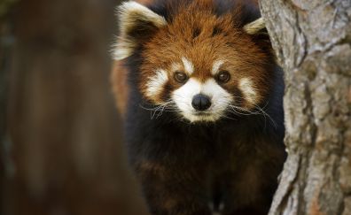 Cute, animal, red panda, furry
