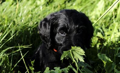 Black puppy, dog, grass