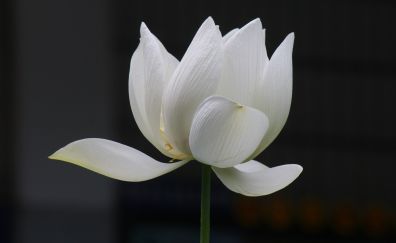 White lotus flower, close up, flower