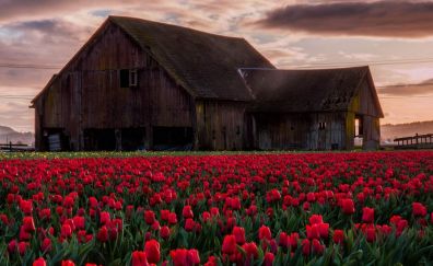 Old barn in tulip field landscape