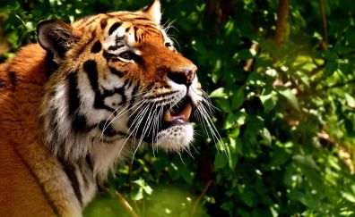 Tiger, predator, fur, teeth