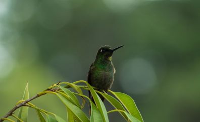 Hummingbird, sitting, leaves