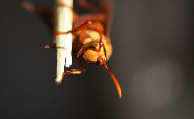 Ant, insect, macro