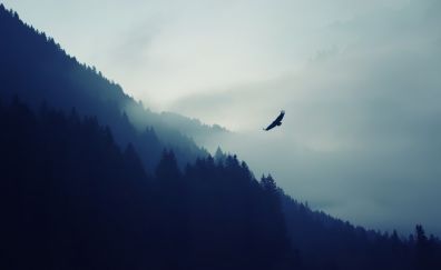 Eagle over the mountain, dark