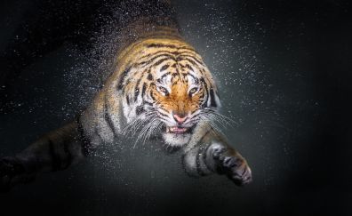 Tiger, under water