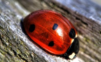 Ladybug insect close up