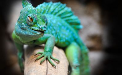 Green lizards, reptiles 