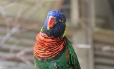 Cute, colorful, parrot, bird