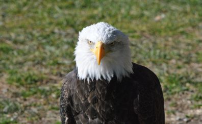 Bald eagle, curious bird, predator