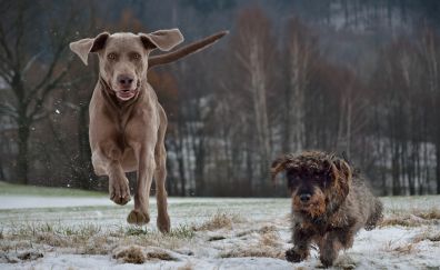 Dog, running, animal