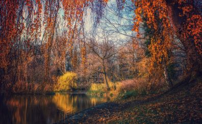 Lake, nature, tree, autumn