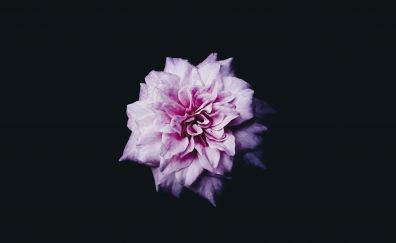 Pink flower, portrait, 4k
