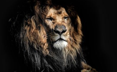 Aged lion, beast, predator, muzzle, 4k
