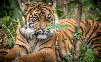 Tiger, predator, relaxed, animal, sit